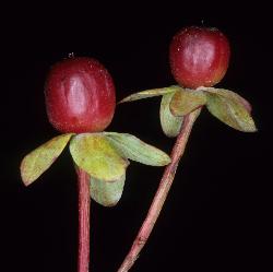 Hypericum androsaemum immature red fruit; these turn black when mature.
 © Landcare Research 2010 